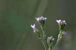 Brazilian vervain